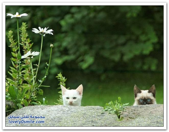 صور منوعة 184