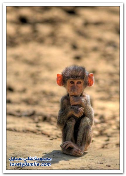 صور منوعة 184