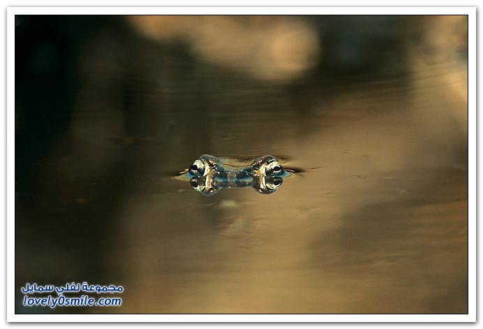 صور منوعة 190