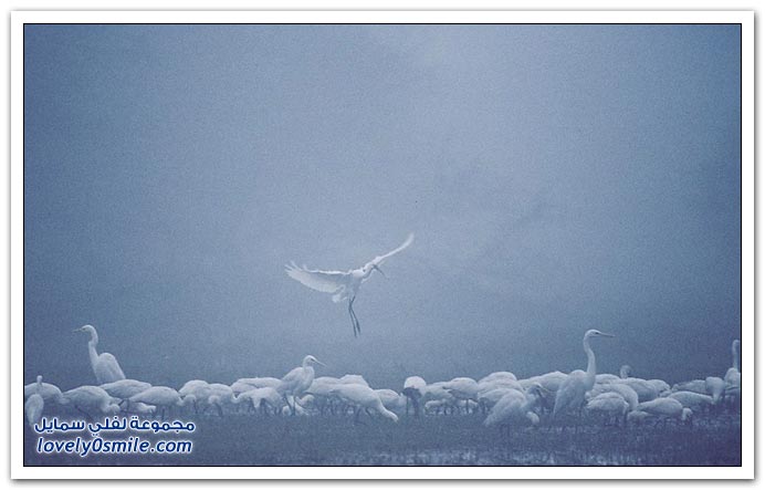 صور منوعة 190