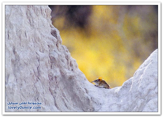صور منوعة 190