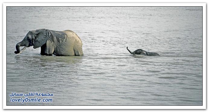 صور منوعة 190