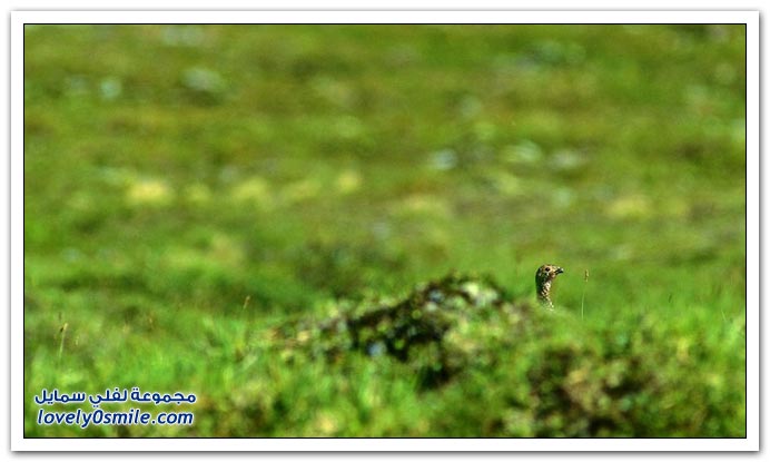 صور منوعة 190