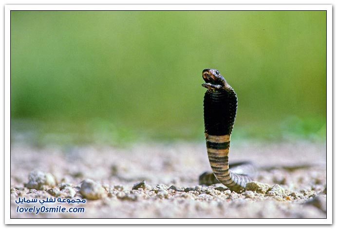 صور منوعة 190