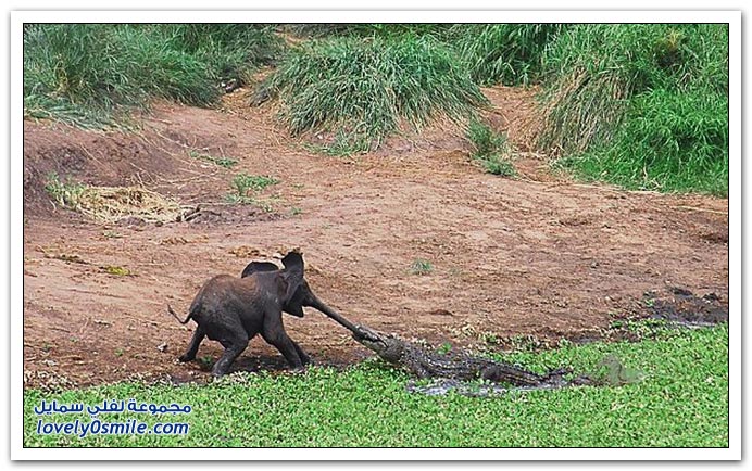 صور هجوم التمساح على طفل الفيل