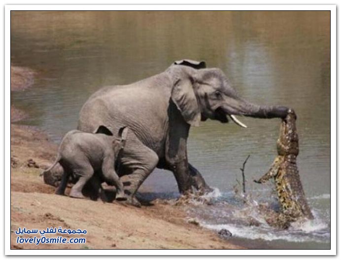 صور هجوم التمساح على طفل الفيل