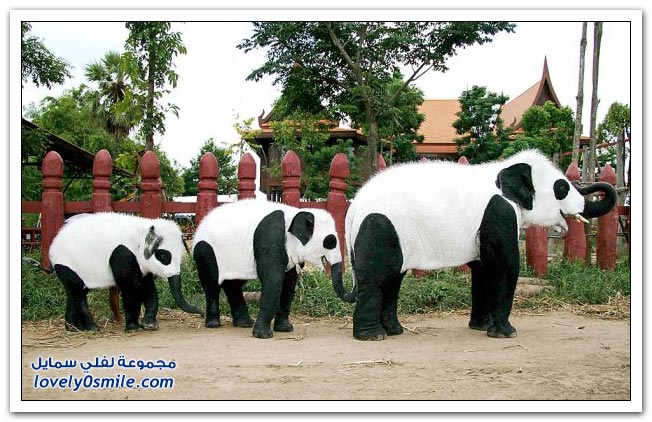 الفيل الباندا بالطريقة التايلاندية