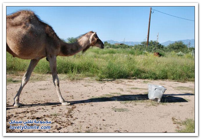 صور: إذا عصب الجمل يتمشكل مع أي شي