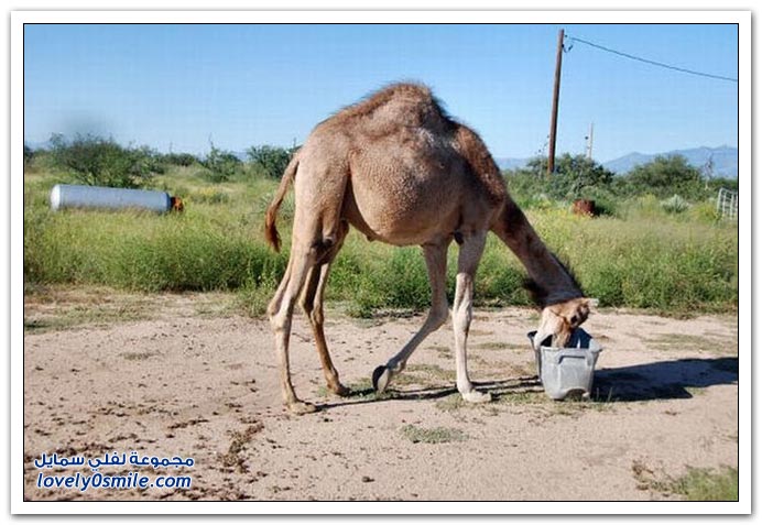 صور: إذا عصب الجمل يتمشكل مع أي شي