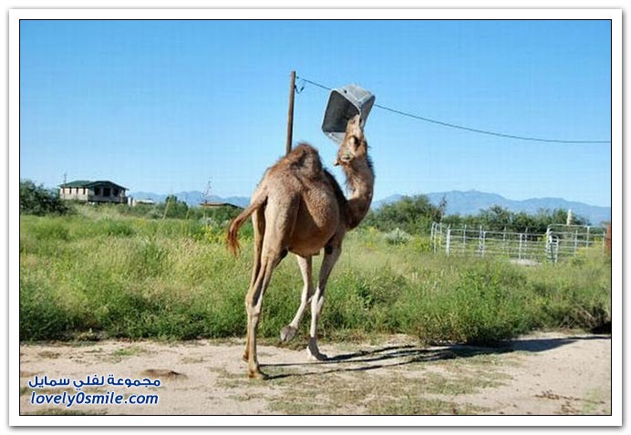 صور: إذا عصب الجمل يتمشكل مع أي شي