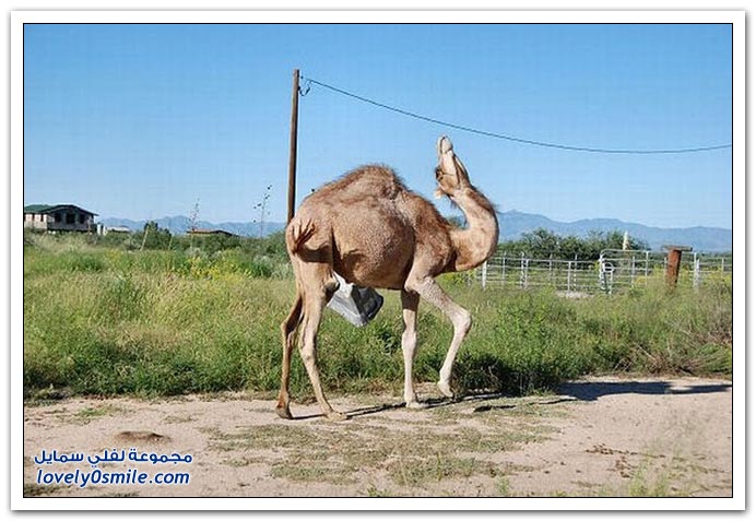 صور: إذا عصب الجمل يتمشكل مع أي شي