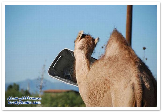 صور: إذا عصب الجمل يتمشكل مع أي شي