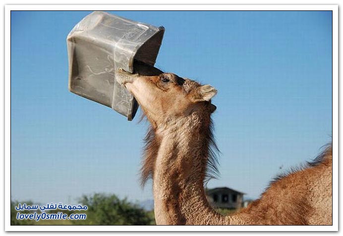 صور: إذا عصب الجمل يتمشكل مع أي شي