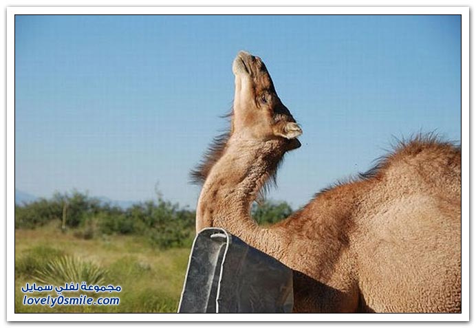 صور: إذا عصب الجمل يتمشكل مع أي شي