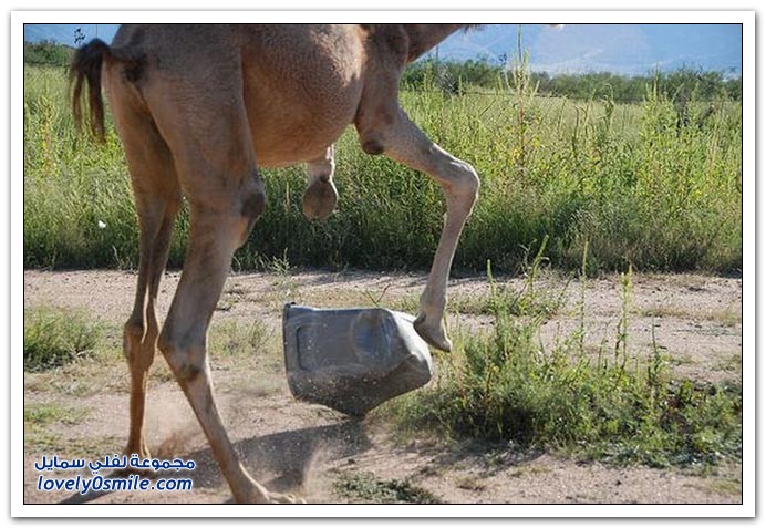صور: إذا عصب الجمل يتمشكل مع أي شي