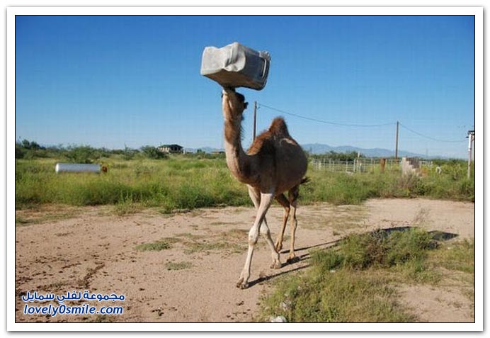 صور: إذا عصب الجمل يتمشكل مع أي شي