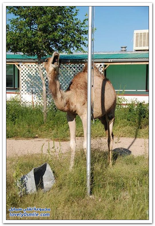 صور: إذا عصب الجمل يتمشكل مع أي شي