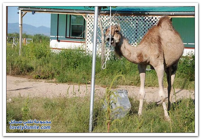 صور: إذا عصب الجمل يتمشكل مع أي شي