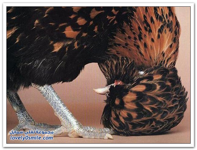 صور الديكة والدجاج الملكي