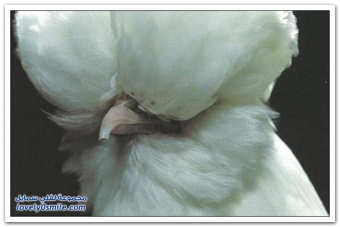 صور الديكة والدجاج الملكي