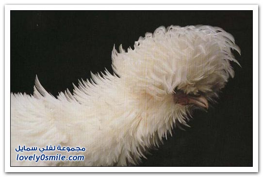 صور الديكة والدجاج الملكي