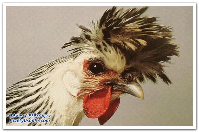 صور الديكة والدجاج الملكي