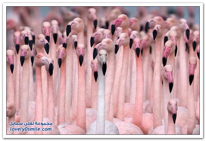 صور متماثلة