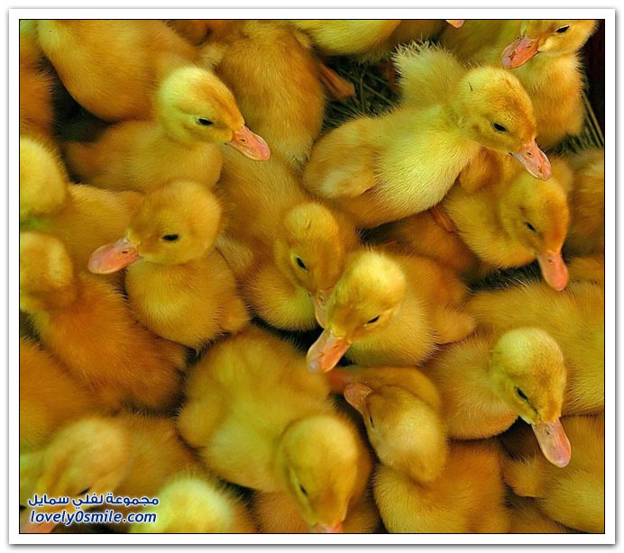 صور متماثلة