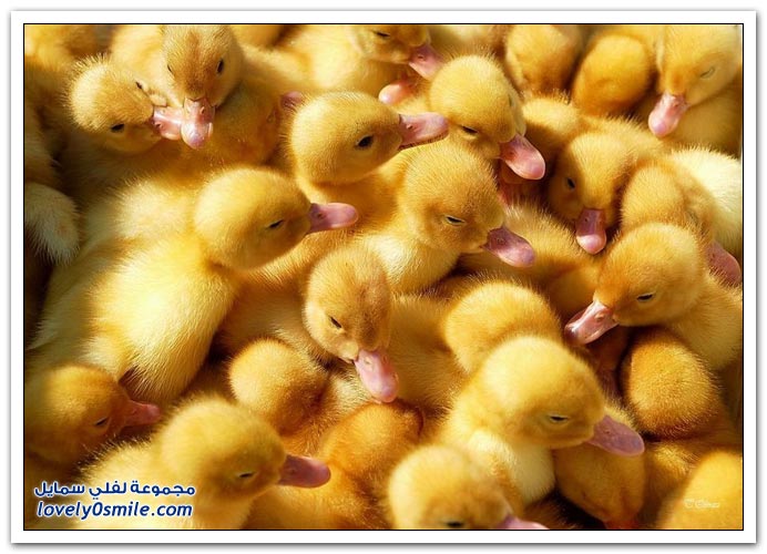 صور متماثلة