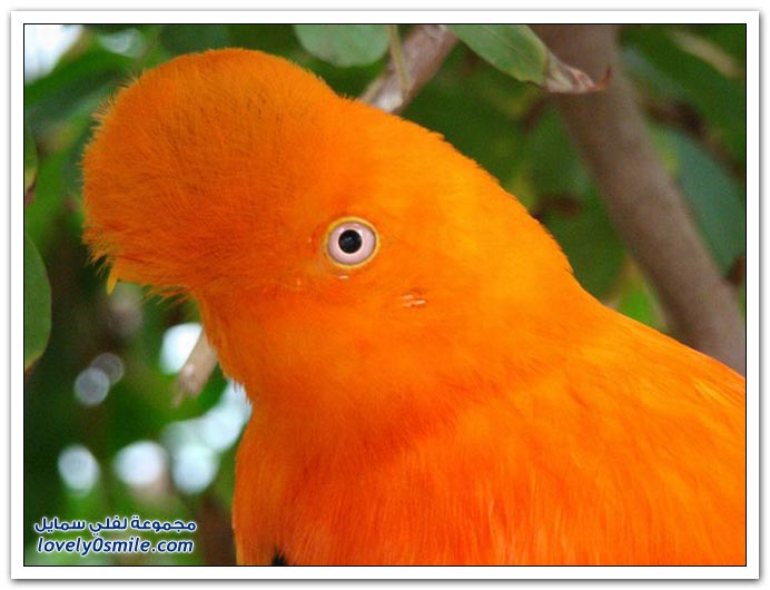 حيوانات وطيور وأسماك وحشرات ذات لون برتقالي