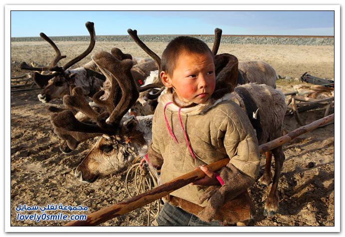 صور من حياة الرعاة في سيبيريا