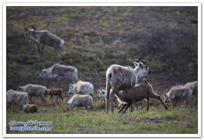 صور من حياة الرعاة في سيبيريا