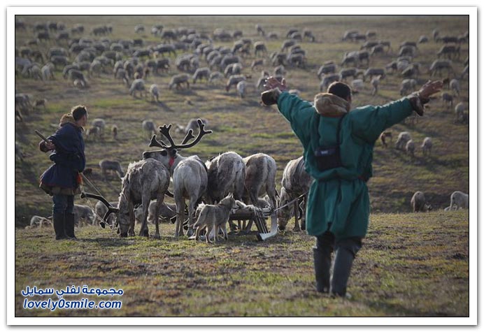 صور من حياة الرعاة في سيبيريا