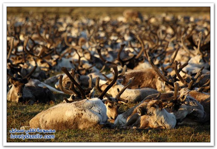 صور من حياة الرعاة في سيبيريا