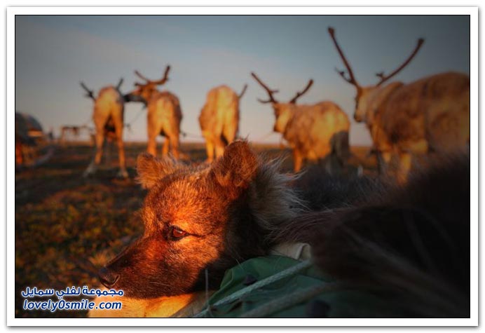 صور من حياة الرعاة في سيبيريا