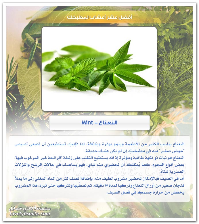 أفضل عشر أعشاب لمطبخك