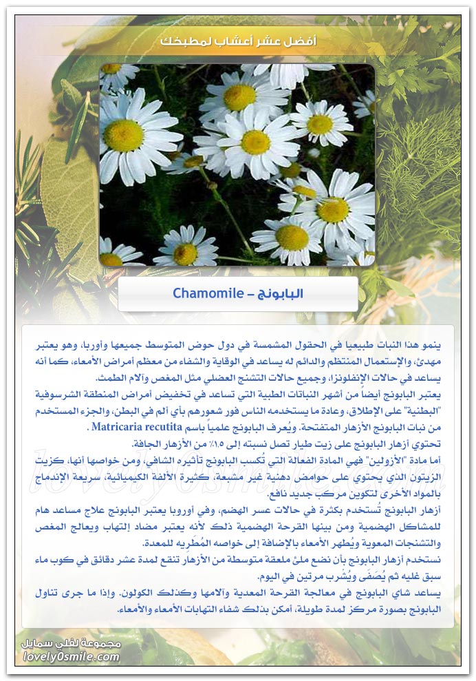 أفضل عشر أعشاب لمطبخك