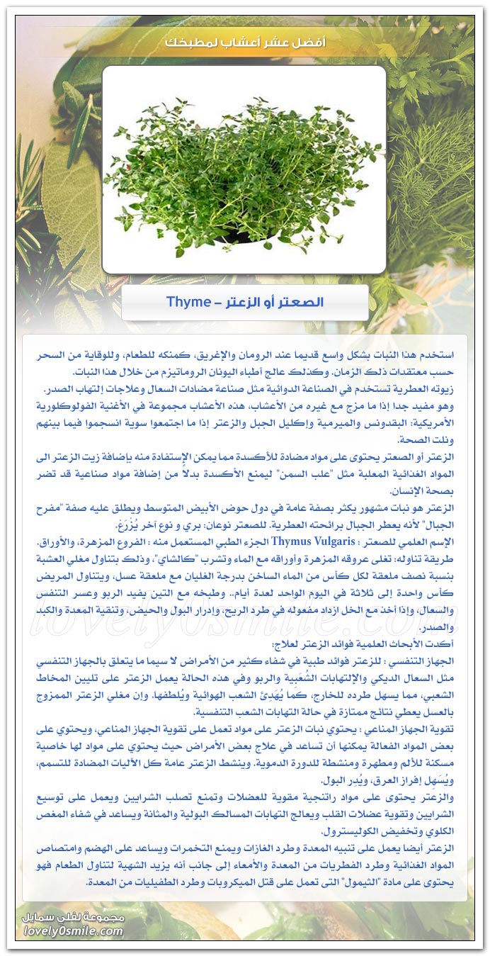 أفضل عشر أعشاب لمطبخك