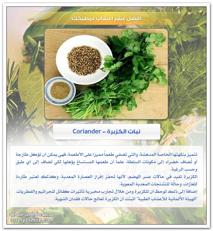 أفضل عشر أعشاب لمطبخك