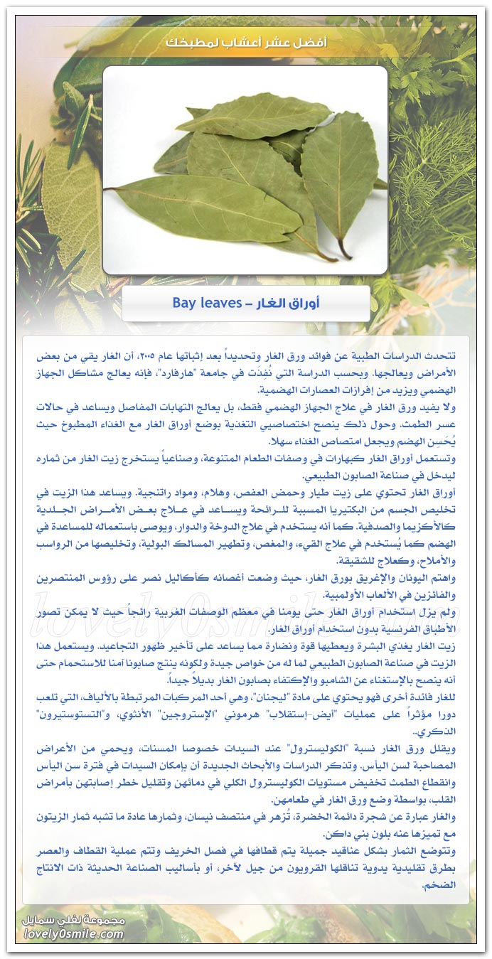 أفضل عشر أعشاب لمطبخك
