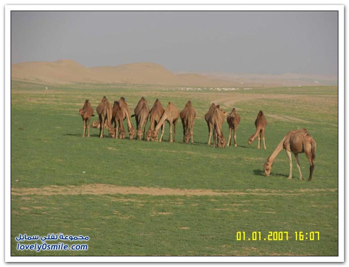 المملكة العربية السعودية معلومات وصور ج1