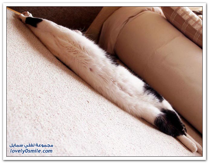 صور قطط ج2