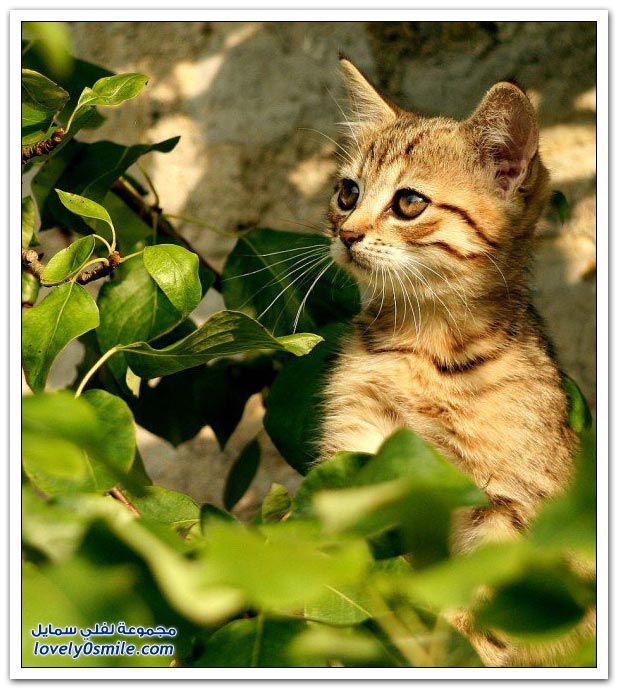 صور قطط ج2