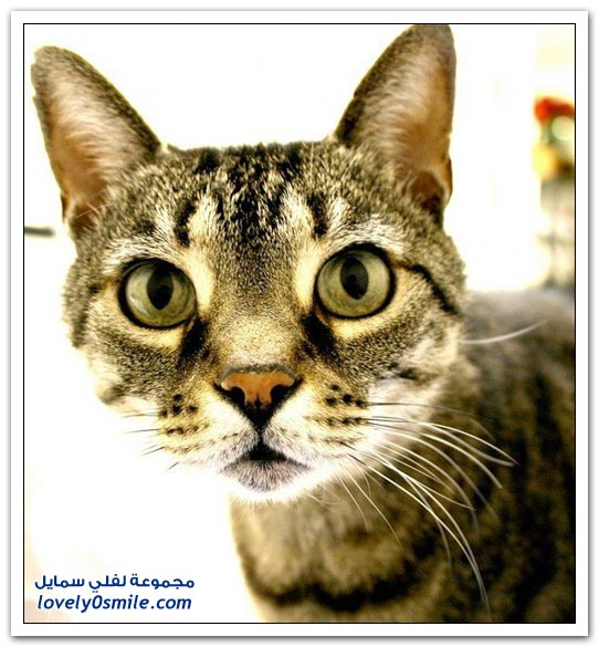 صور قطط ج2