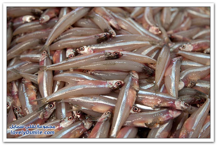 صور من سوق السمك واللحوم في دبي