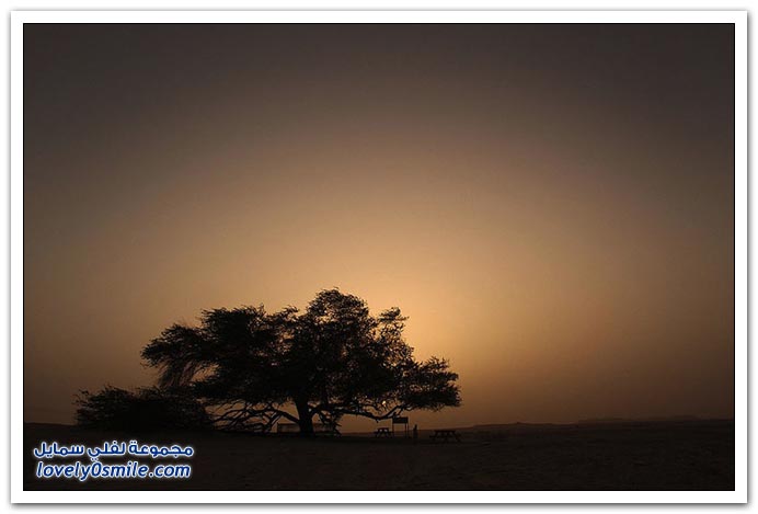 شجرة الحياة في البحرين
