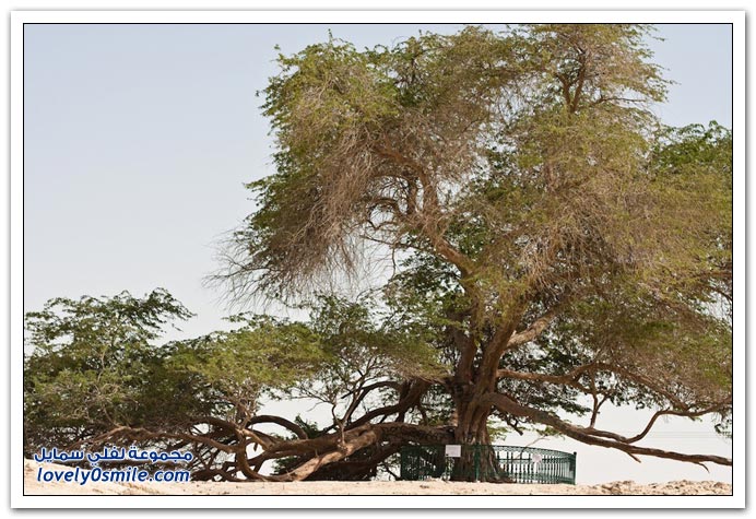 شجرة الحياة في البحرين