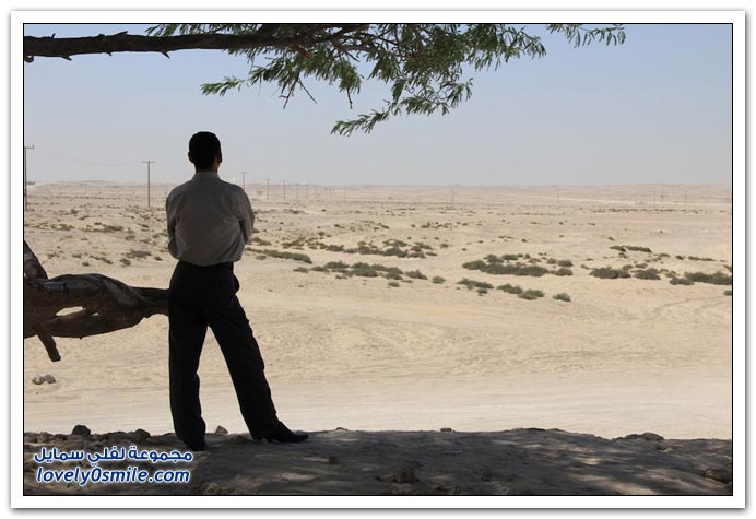 شجرة الحياة في البحرين
