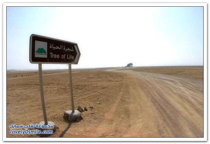 شجرة الحياة في البحرين