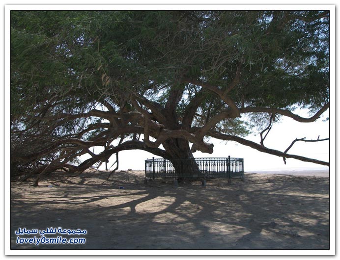 شجرة الحياة في البحرين